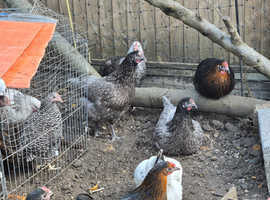 Speckled  black rock  copper maran Sussex  hens