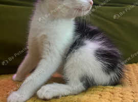 Gorgeous family raised kittens ready this week