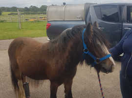 Livery Rowebuck Stables Isfield Uckfield in Uckfield