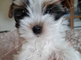 Miniature Biewer Yorkshire Terrier Puppies Boy