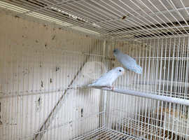 Pair of American white parrotlets