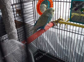 Budgie with cage and all accessories
