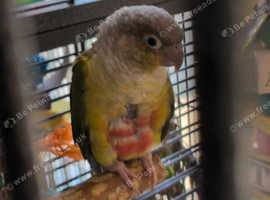 Pineapple conure hen
