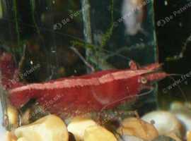 25 red cherry shrimps £20.Plants for tropical fish tanks.