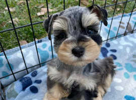 1 Miniature Schnauzer puppy available