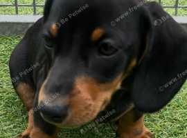 Mini dachshunds fully vaccinated