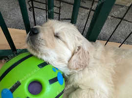 KC chunky Golden Retriever puppies