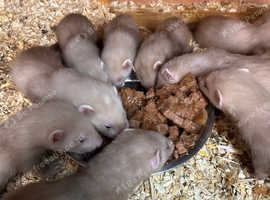 Ferrets kits