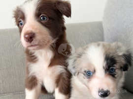 3rd generation border collie puppies