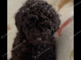 Toy Poodles Puppies and Dogs for sale Freeads