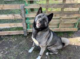 Lovely akita girl for sale