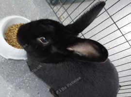 Male rabbit neutered