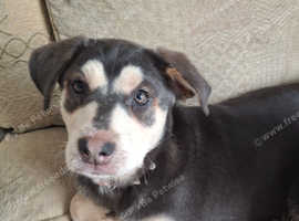 Labrador Cross Husky