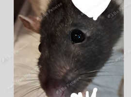 Urgent adoption required for baby rats