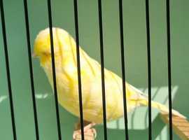 Poole and Parkstone caged bird society