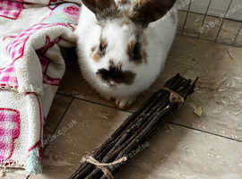 Male rabbit