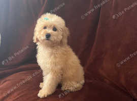 Micro poodle puppies for sale near me hotsell