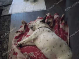 Dog
