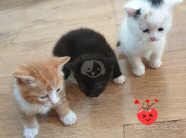 Beautiful 3 kittens