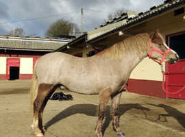 4 year old registered section A