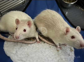 2 male rats with cage and accessories