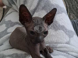 Sphynx cats sales for adoption