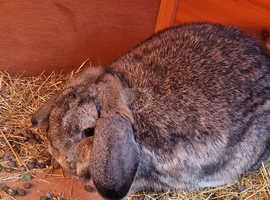 Agouti mini lop for sale ADULT FAMILY ONLY