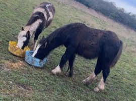 2 Yearling Colts