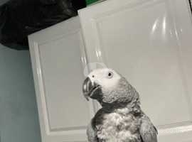 African Grey Parrot brilliant talker tame