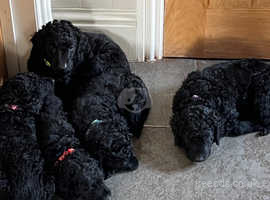 Pedigree retriever puppies - Curly Coated