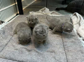 British Blue Shorthair kittens