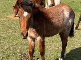 Roan Forest Yearling Gelding