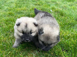 2 eurasier puppies
