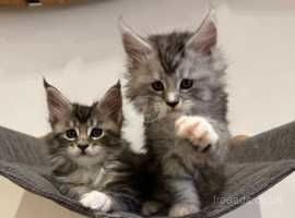 Beautiful Maine Coon Kittens in Milton Keynes on Freeads Classifieds ...