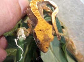 Crested Geckos