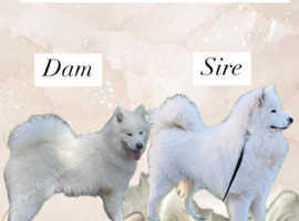 Samoyed Wait List Open