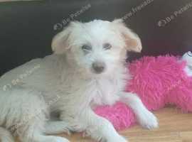 1 Chinese crested Hairy Hairless BOY remaining