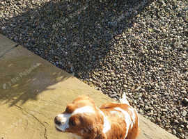 Cavalier King Charles