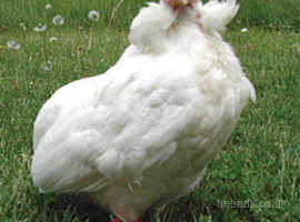 Araucana Chickens For Sale Rehome In Dorset Find Chickens For