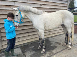 Prim 14.2 class 1 Connemara age 7