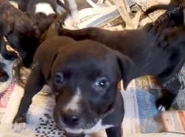 Lurcher pups