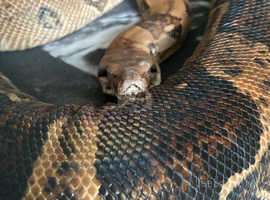 Large very friendly 4 year old boa