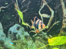 Tiger Barb