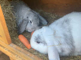 2 mini lop rabbit with hutch