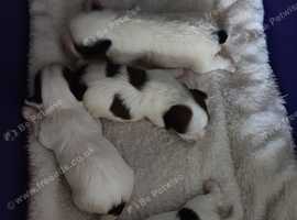 4 Biewer terrier pups