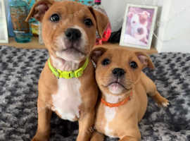 READY NOW!! STUNNING RED STAFFORDSHIRE BULL TERRIER PUPPIES