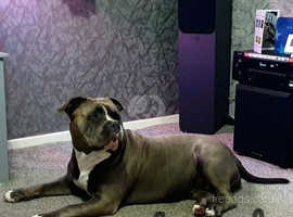 Going To A Breeding With McMonster: The UK's Best Merle Tri Pocket American  Bully