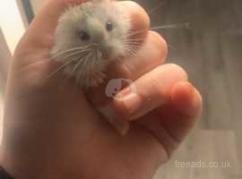 Russian dwarf hamster