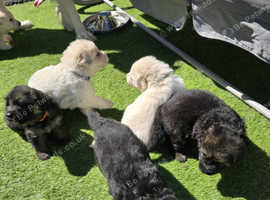 Beautiful kc registered german shepherd puppies