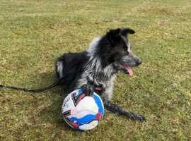 Pending - Rehoming collie x akita